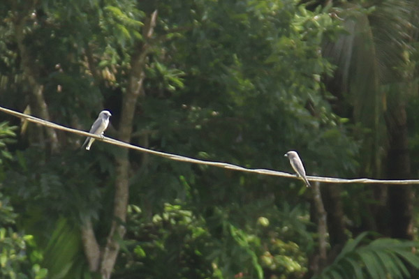 Ijsvogels en ashy woodswallows